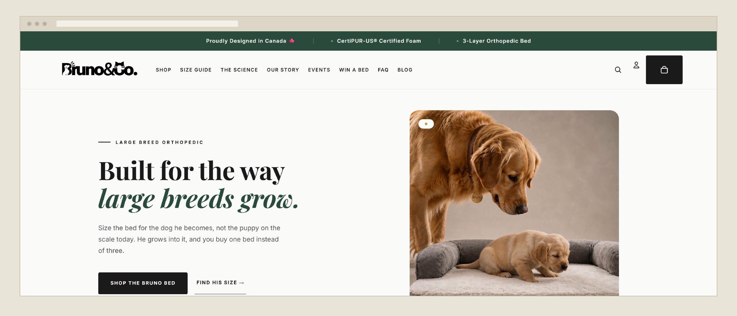 Bruno & Co. homepage — 'Built for the way large breeds grow'